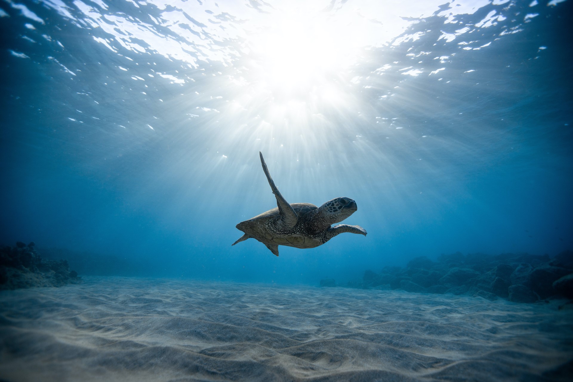 Turtle Biodiversity