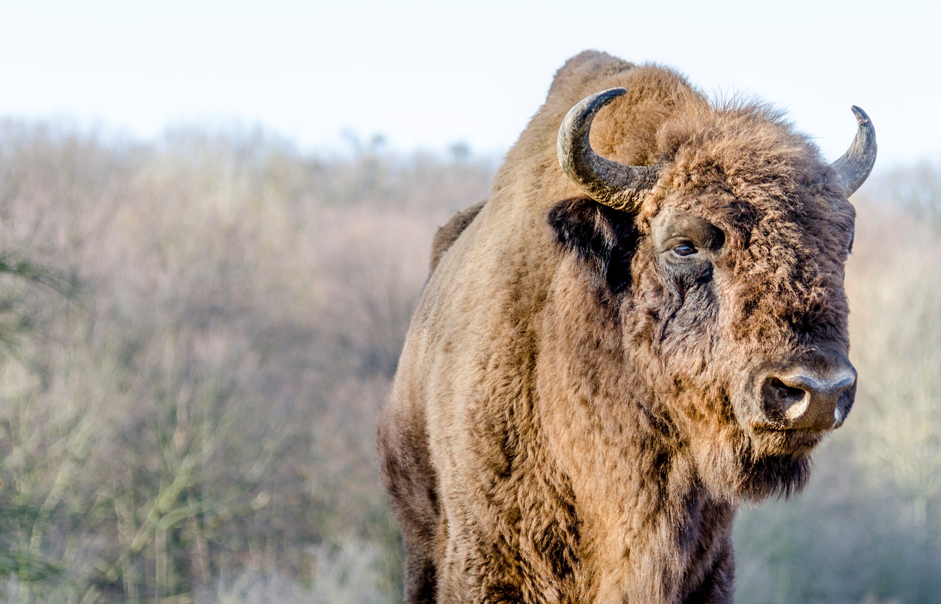 Bison