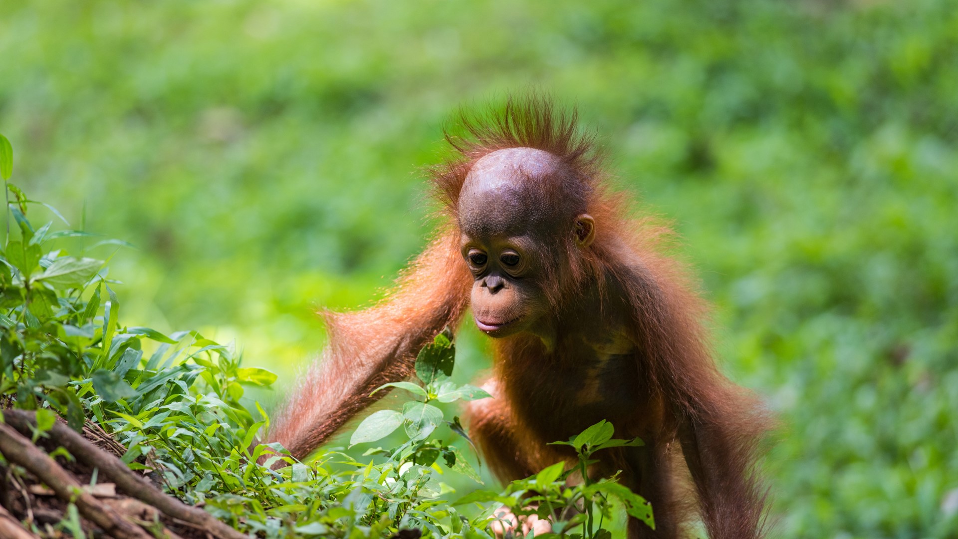 Orangutan (1)