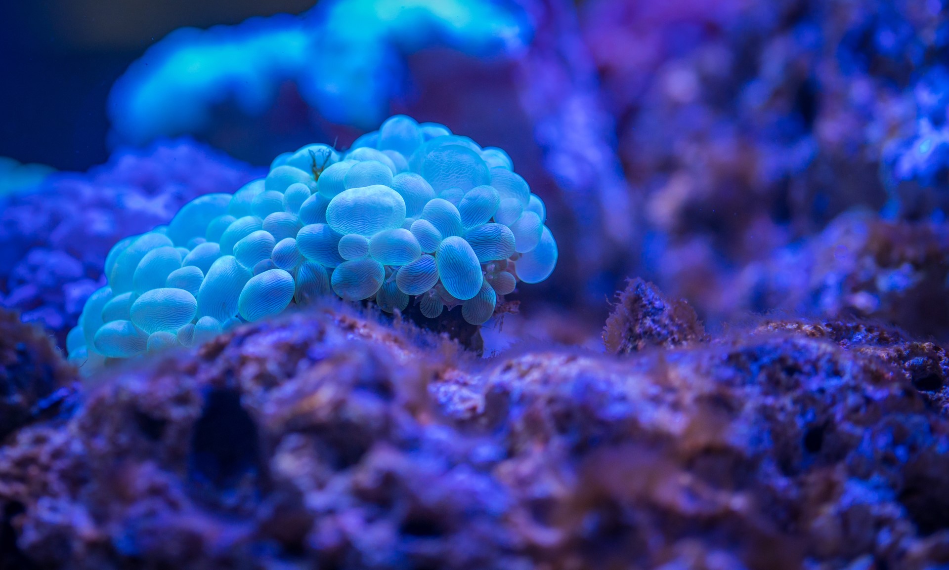 Marine Life