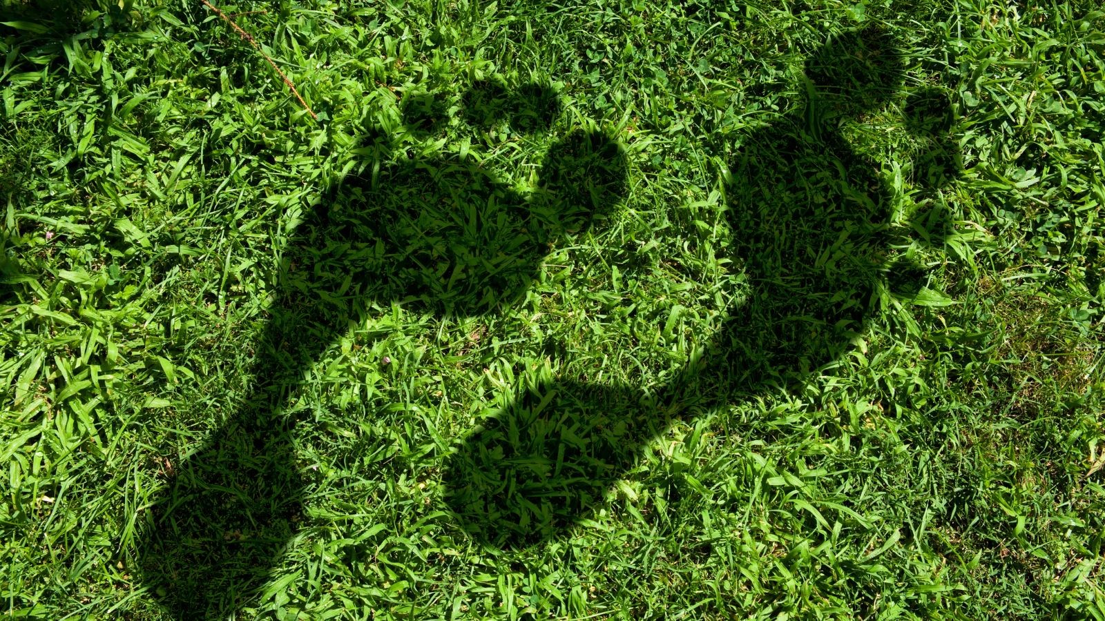 Carbon Credits